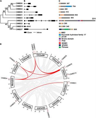 Genome-Wide Characterization of the Methyl CpG Binding Domain-Containing Proteins in Watermelon and Functional Analysis of Their Roles in Disease Resistance Through Ectopic Overexpression in Arabidopsis thaliana